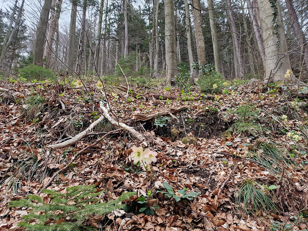 Slika je vidna v Google Chromu.