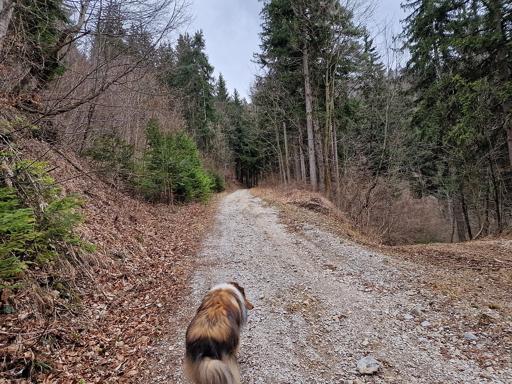 Slika je vidna v Google Chromu.