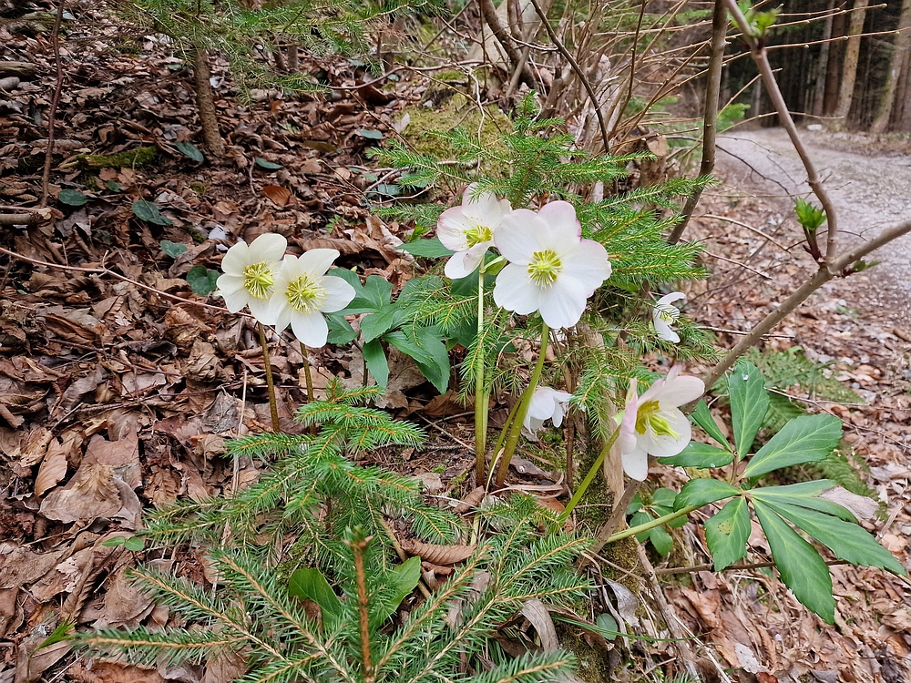 Slika je vidna v Google Chromu.