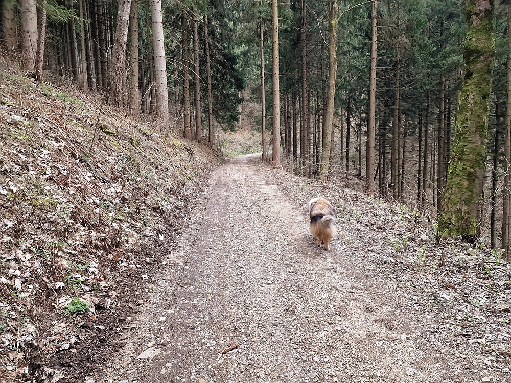 Slika je vidna v Google Chromu.