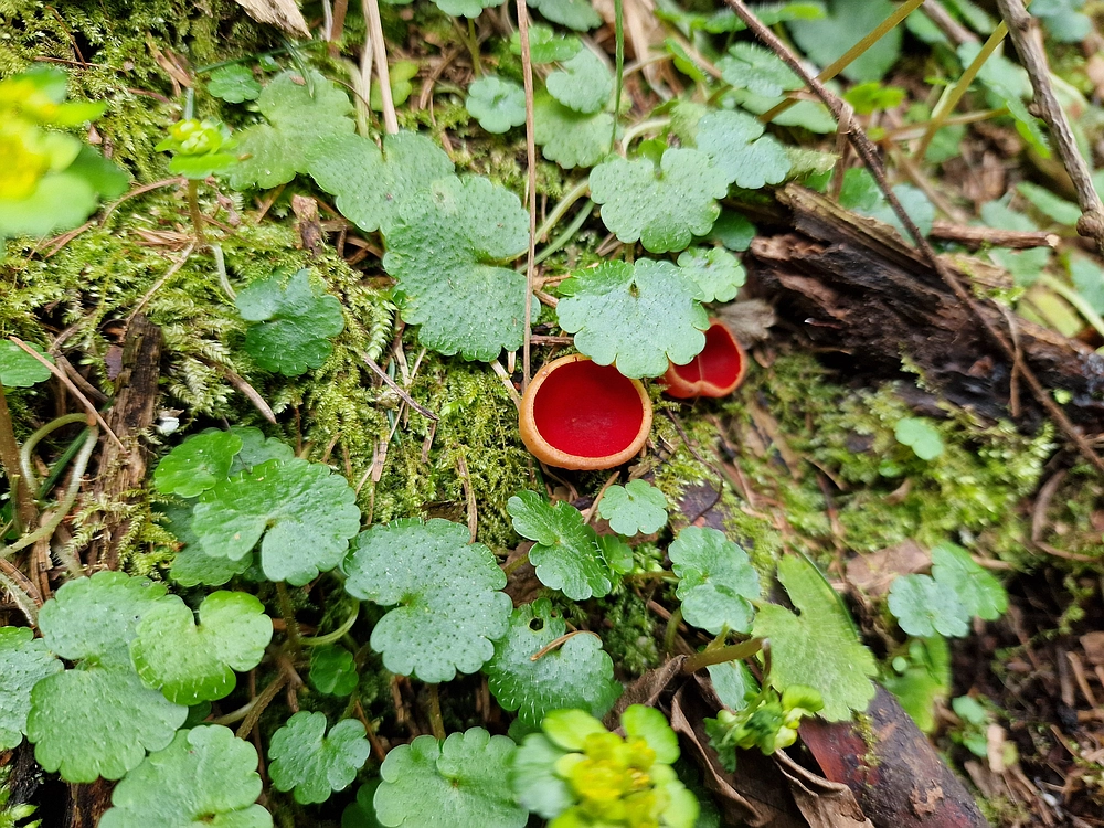 Slika je vidna v Google Chromu.