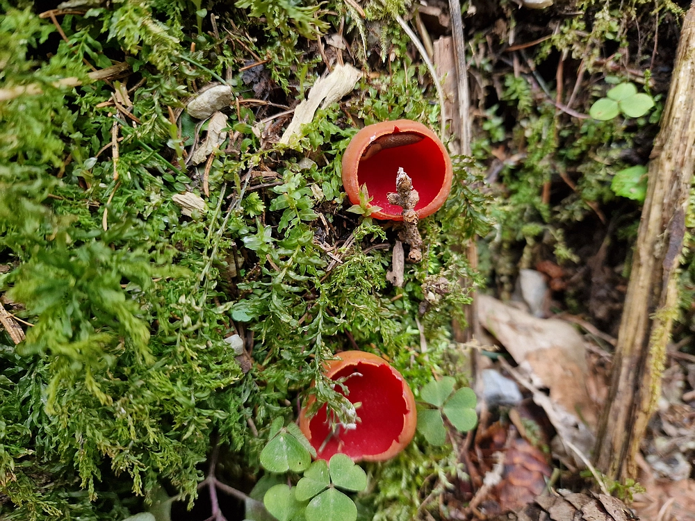 Slika je vidna v Google Chromu.