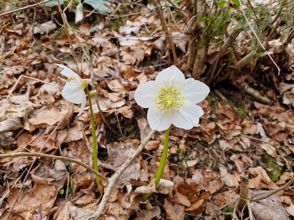 Slika je vidna v Google Chromu.