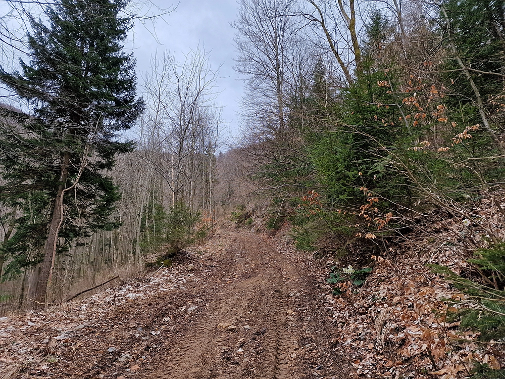 Slika je vidna v Google Chromu.