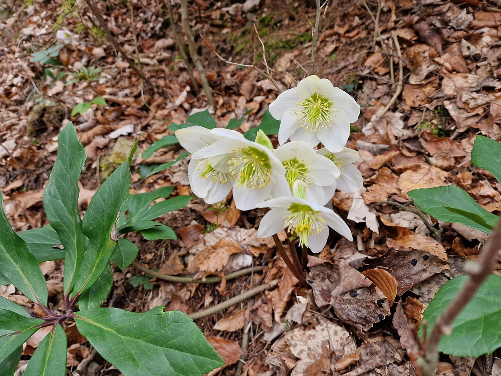 Slika je vidna v Google Chromu.