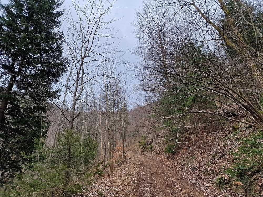 Slika je vidna v Google Chromu.