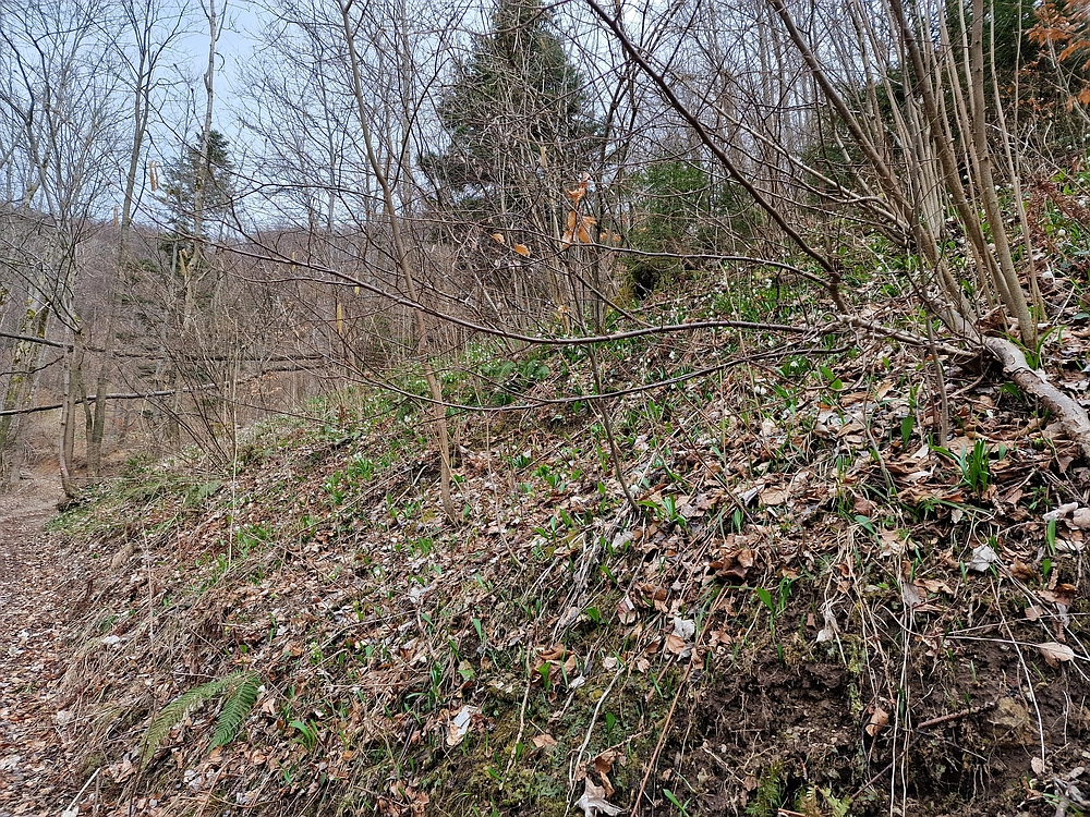 Slika je vidna v Google Chromu.