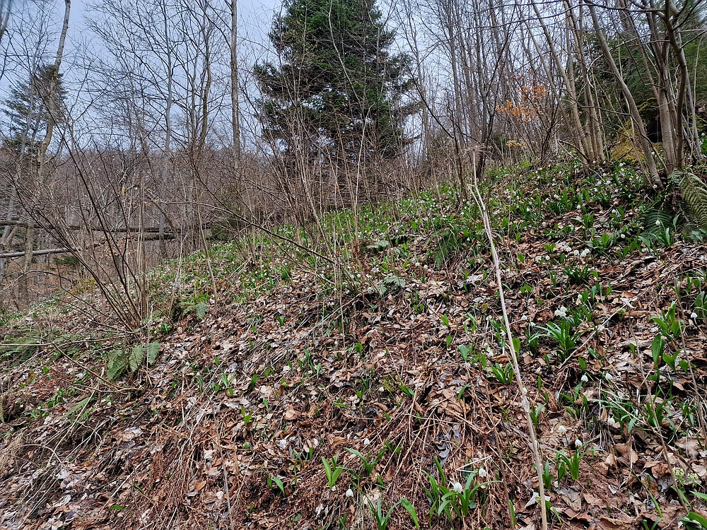 Slika je vidna v Google Chromu.