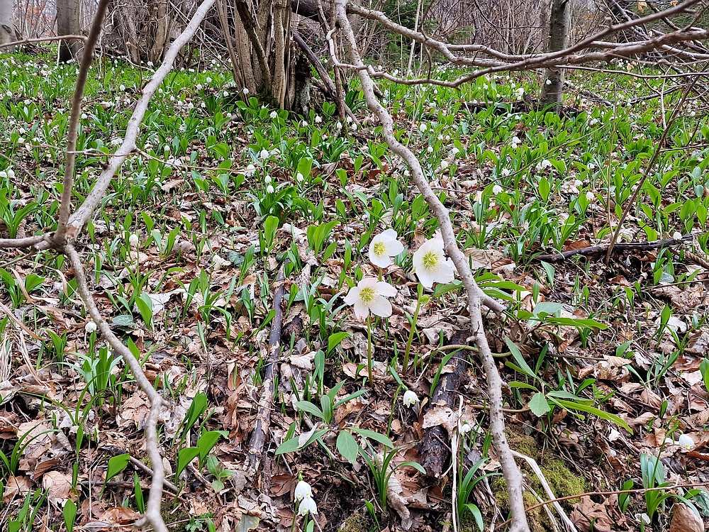 Slika je vidna v Google Chromu.