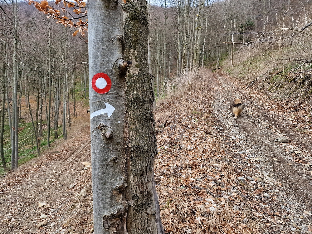 Slika je vidna v Google Chromu.