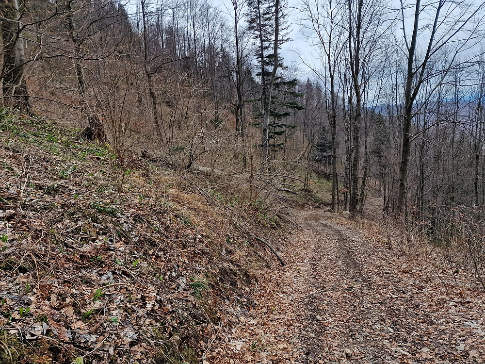 Slika je vidna v Google Chromu.