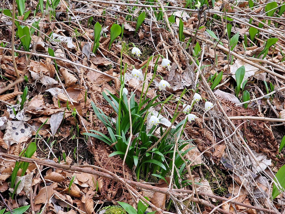Slika je vidna v Google Chromu.
