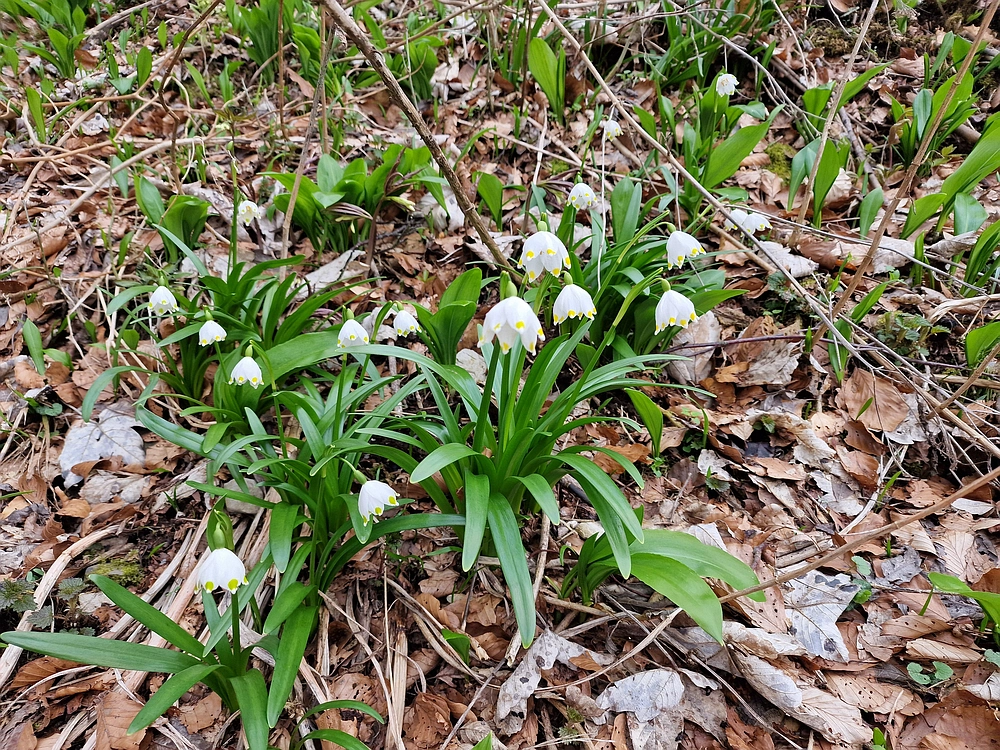 Slika je vidna v Google Chromu.