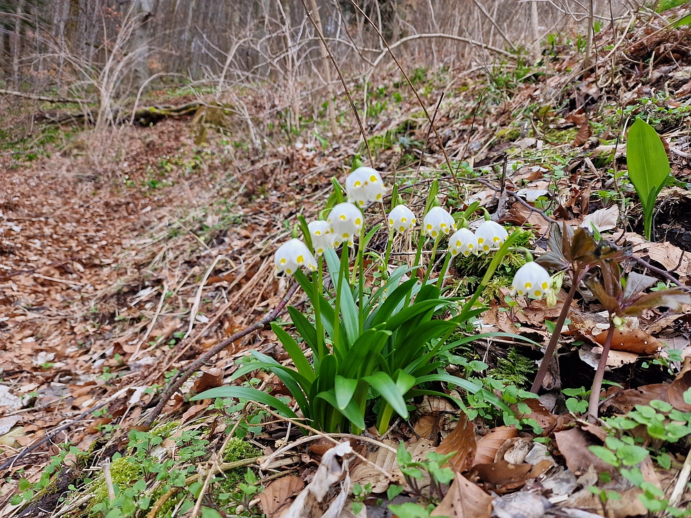 Slika je vidna v Google Chromu.