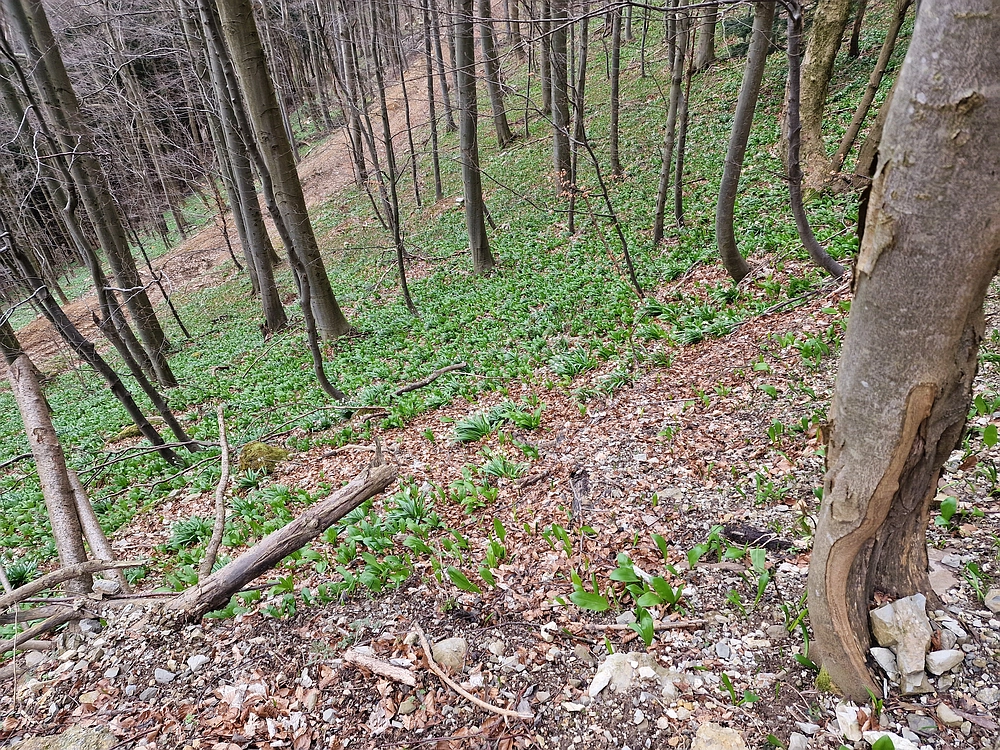 Slika je vidna v Google Chromu.