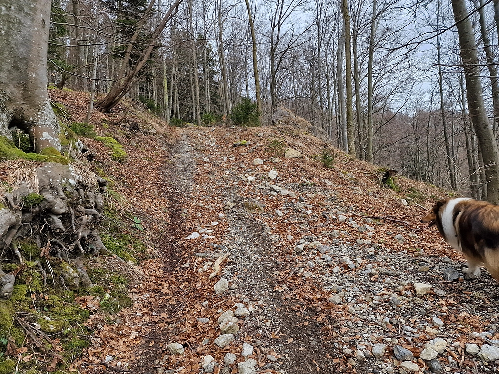 Slika je vidna v Google Chromu.