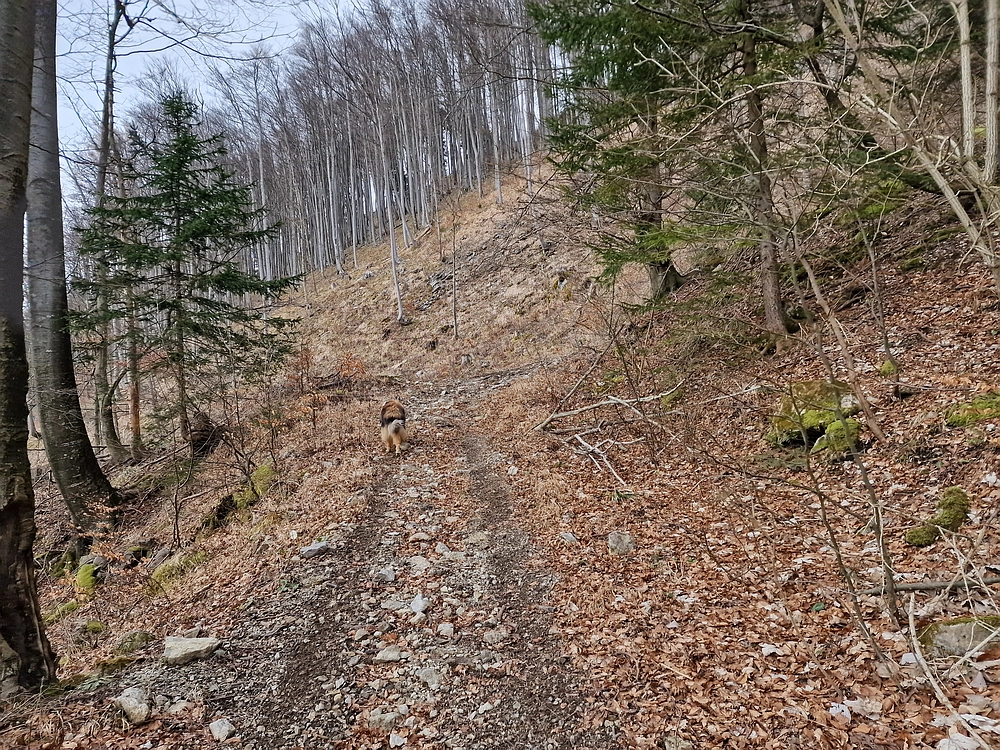 Slika je vidna v Google Chromu.