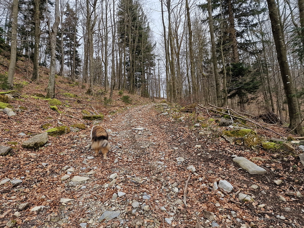 Slika je vidna v Google Chromu.