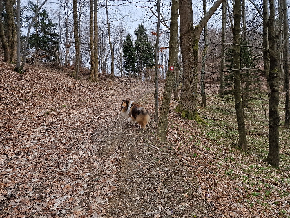 Slika je vidna v Google Chromu.