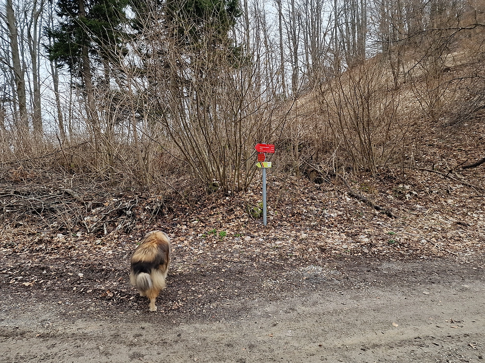 Slika je vidna v Google Chromu.