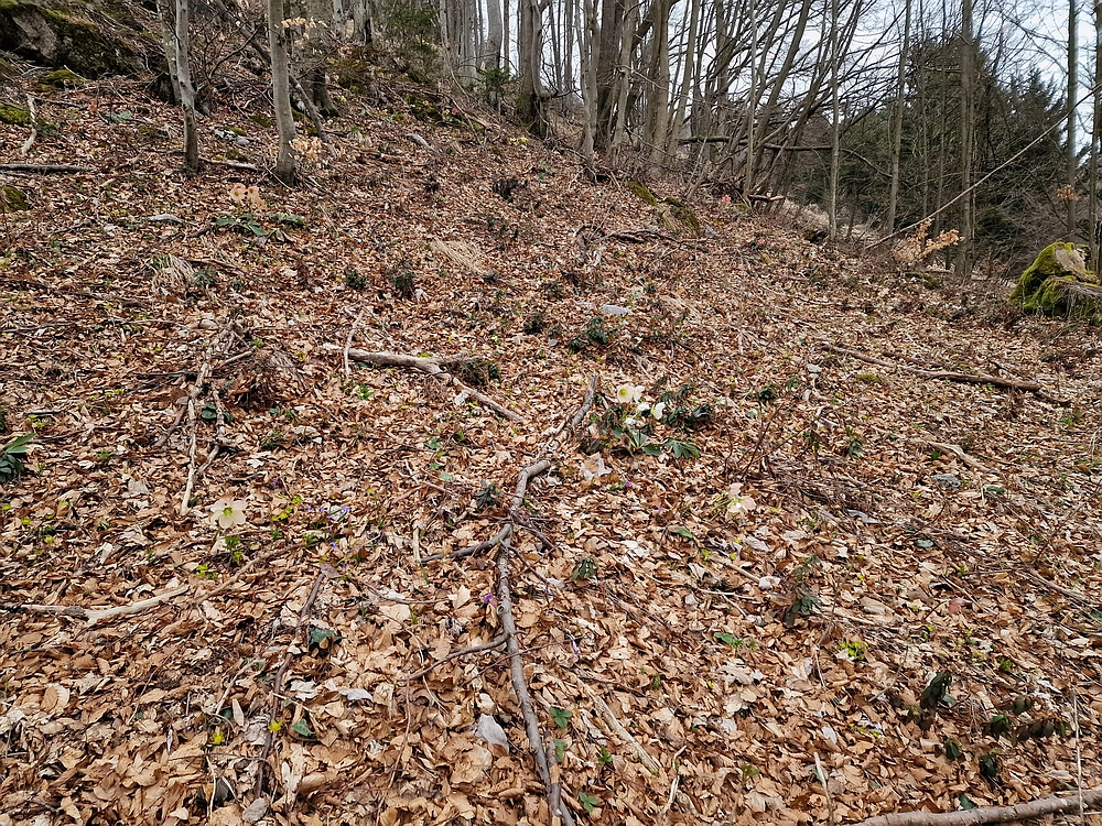 Slika je vidna v Google Chromu.