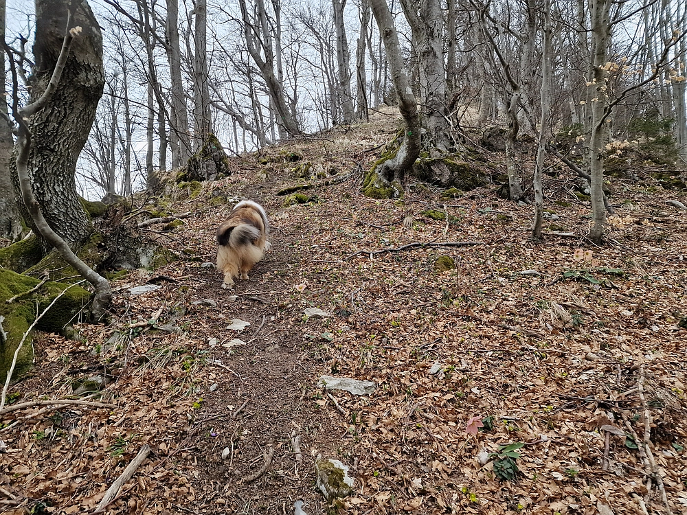 Slika je vidna v Google Chromu.