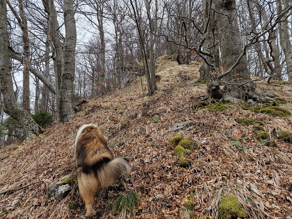 Slika je vidna v Google Chromu.