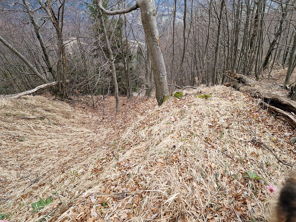 Slika je vidna v Google Chromu.