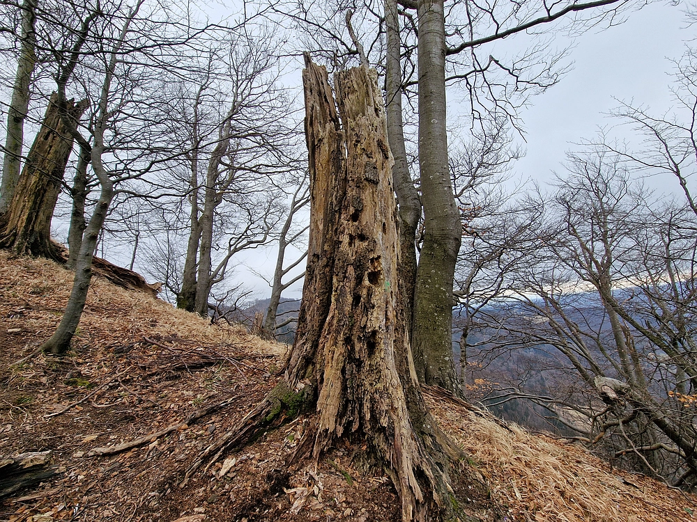 Slika je vidna v Google Chromu.