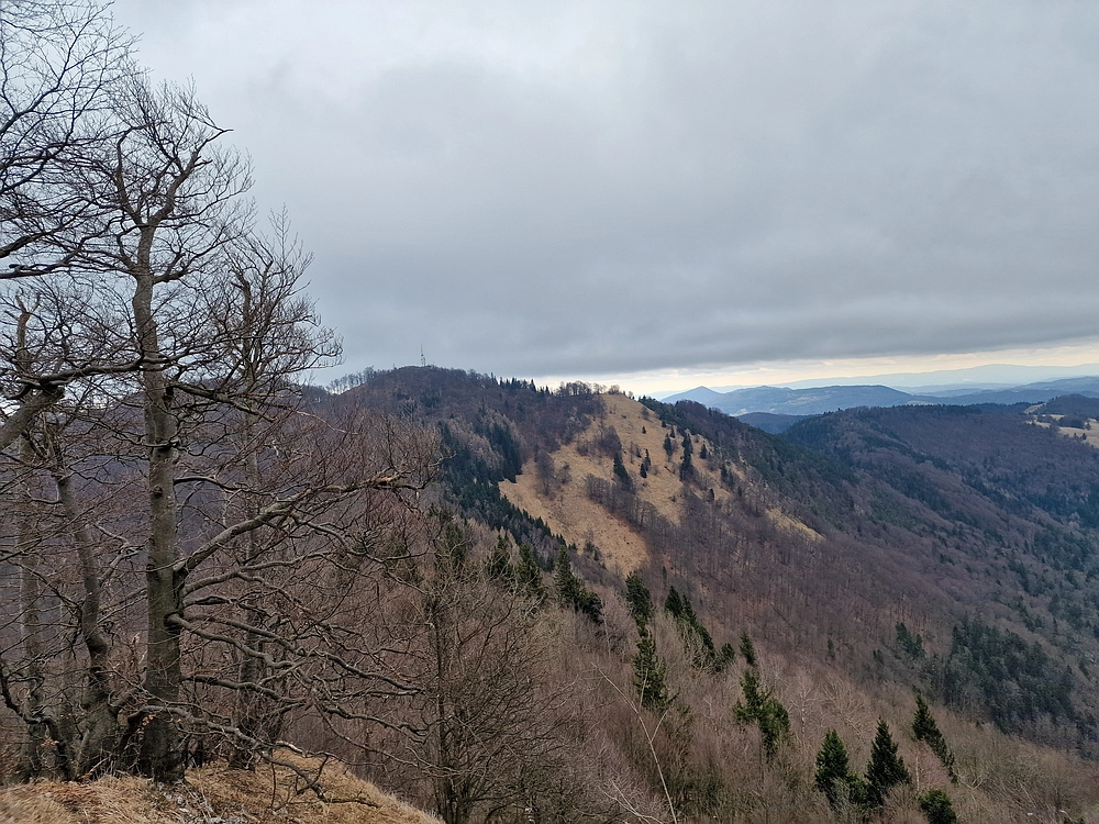 Slika je vidna v Google Chromu.