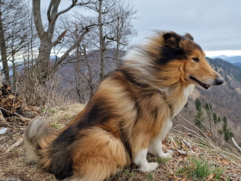 Slika je vidna v Google Chromu.
