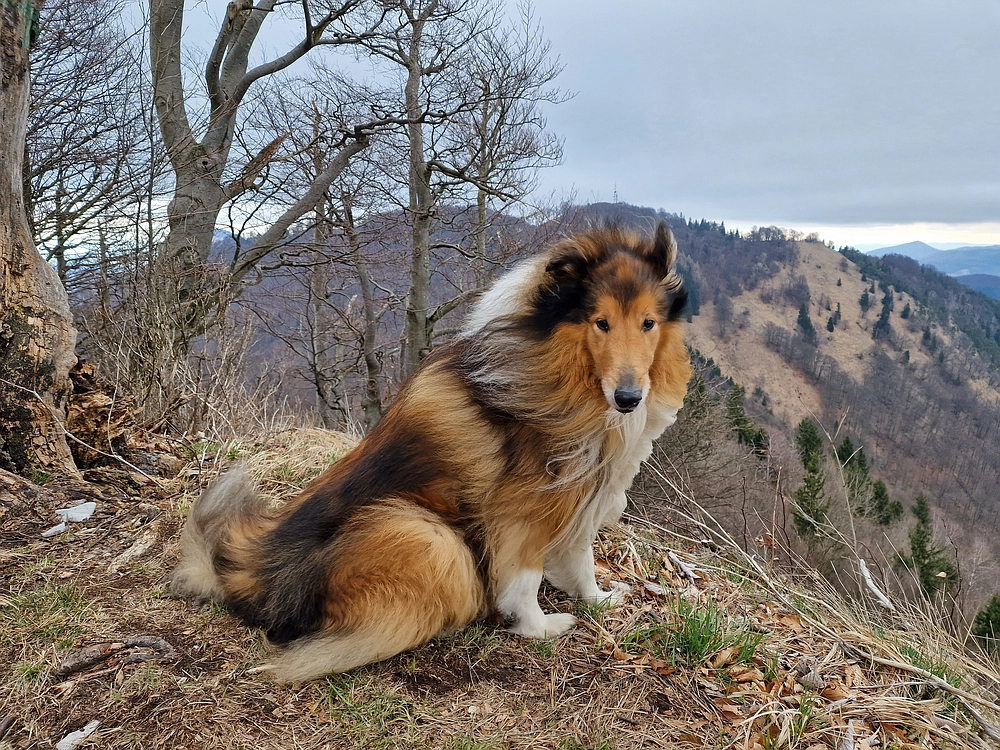 Slika je vidna v Google Chromu.