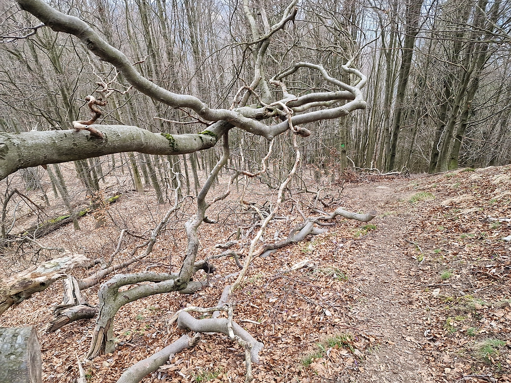 Slika je vidna v Google Chromu.