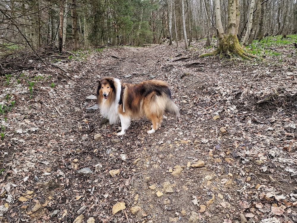 Slika je vidna v Google Chromu.