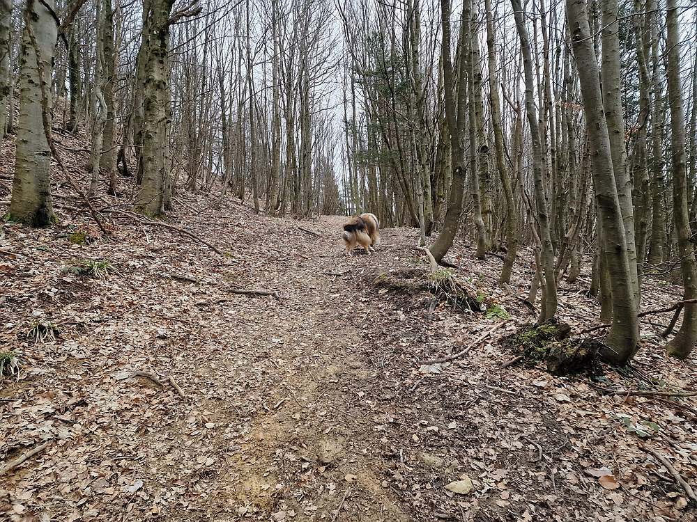 Slika je vidna v Google Chromu.
