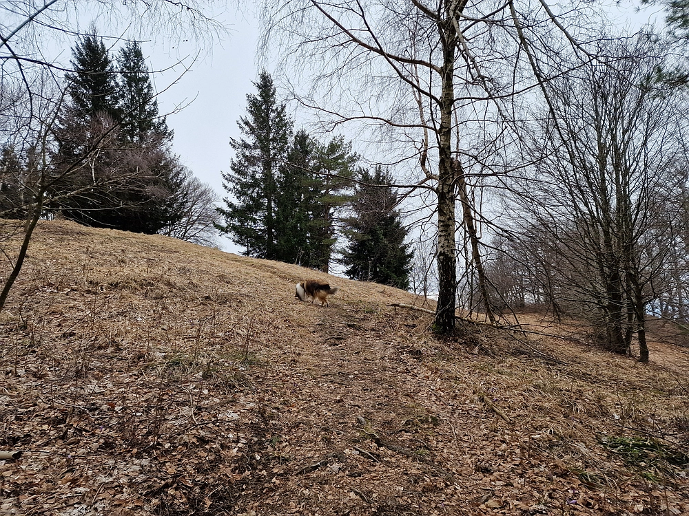 Slika je vidna v Google Chromu.