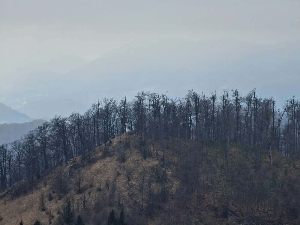 Slika je vidna v Google Chromu.