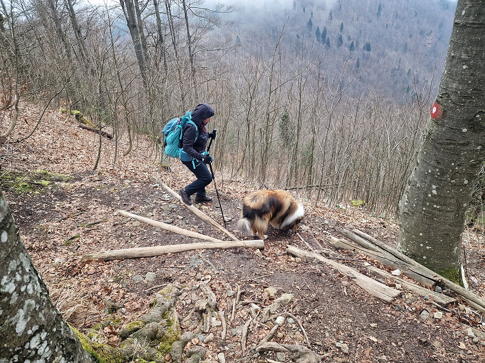 Slika je vidna v Google Chromu.