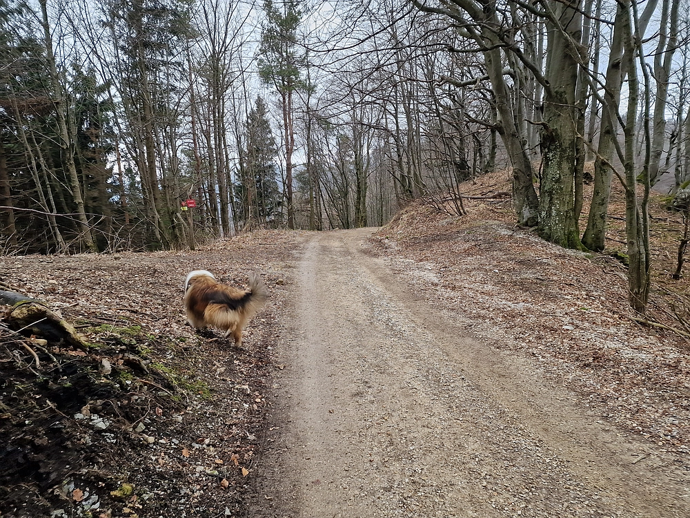 Slika je vidna v Google Chromu.