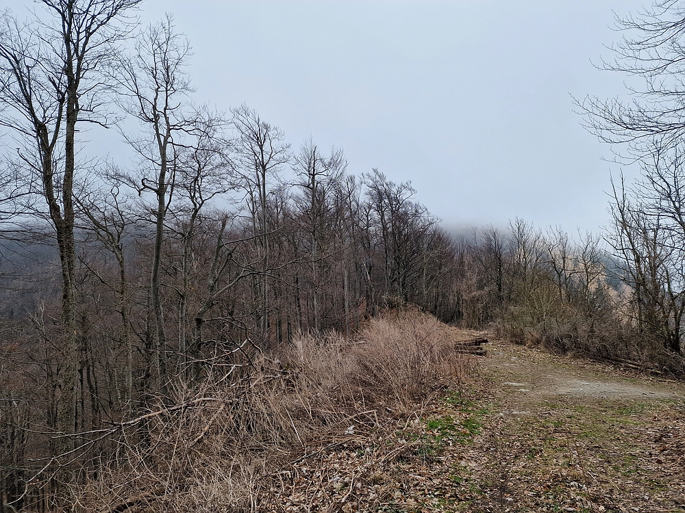 Slika je vidna v Google Chromu.