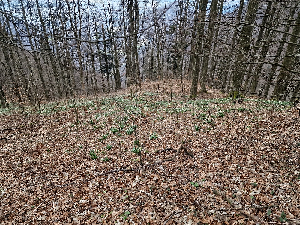 Slika je vidna v Google Chromu.