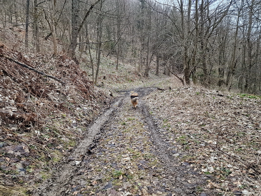 Slika je vidna v Google Chromu.