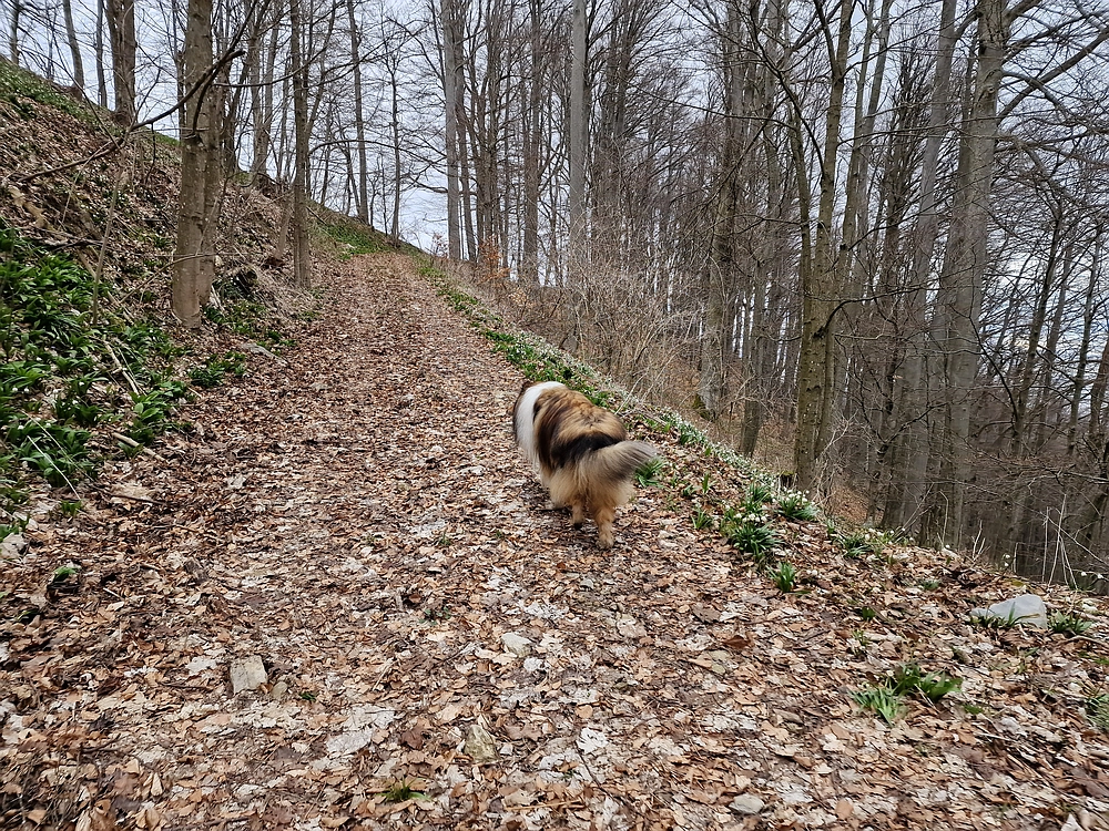 Slika je vidna v Google Chromu.