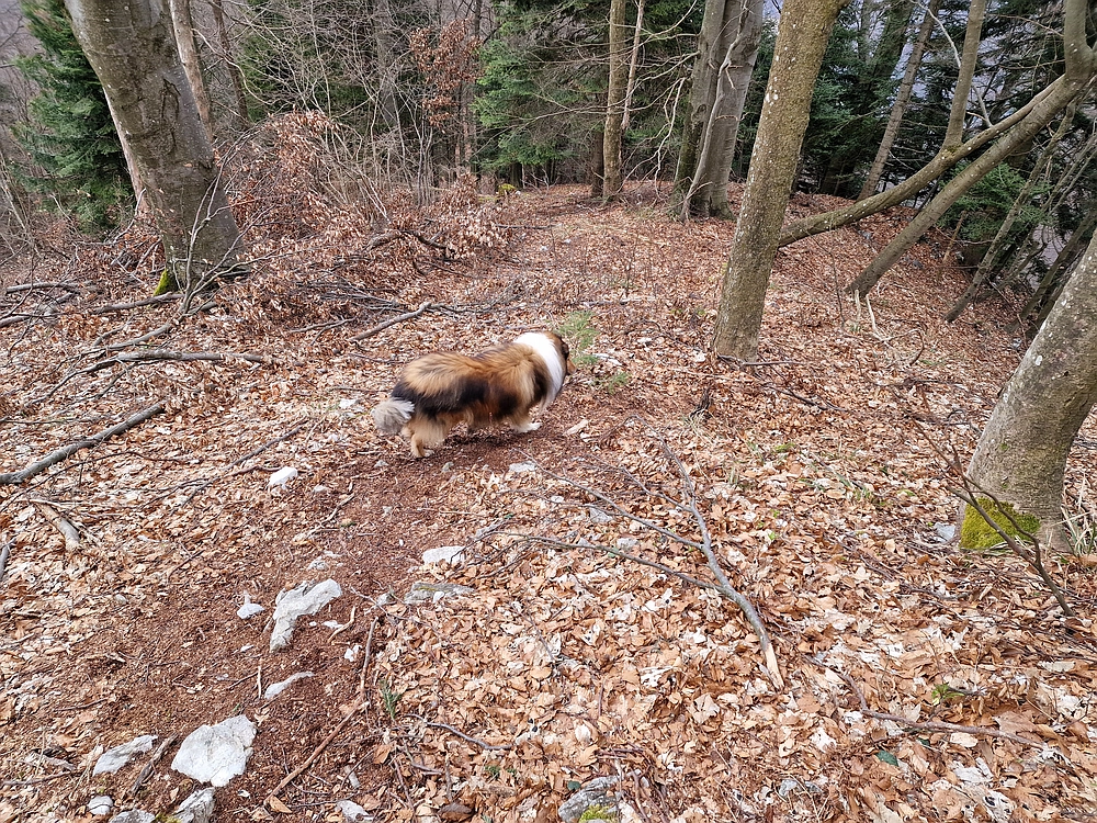Slika je vidna v Google Chromu.