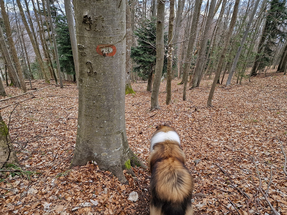 Slika je vidna v Google Chromu.