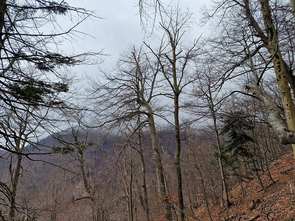 Slika je vidna v Google Chromu.