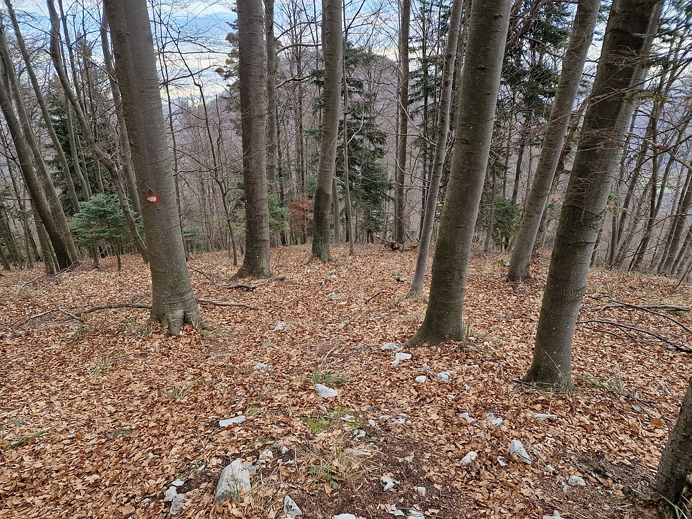 Slika je vidna v Google Chromu.