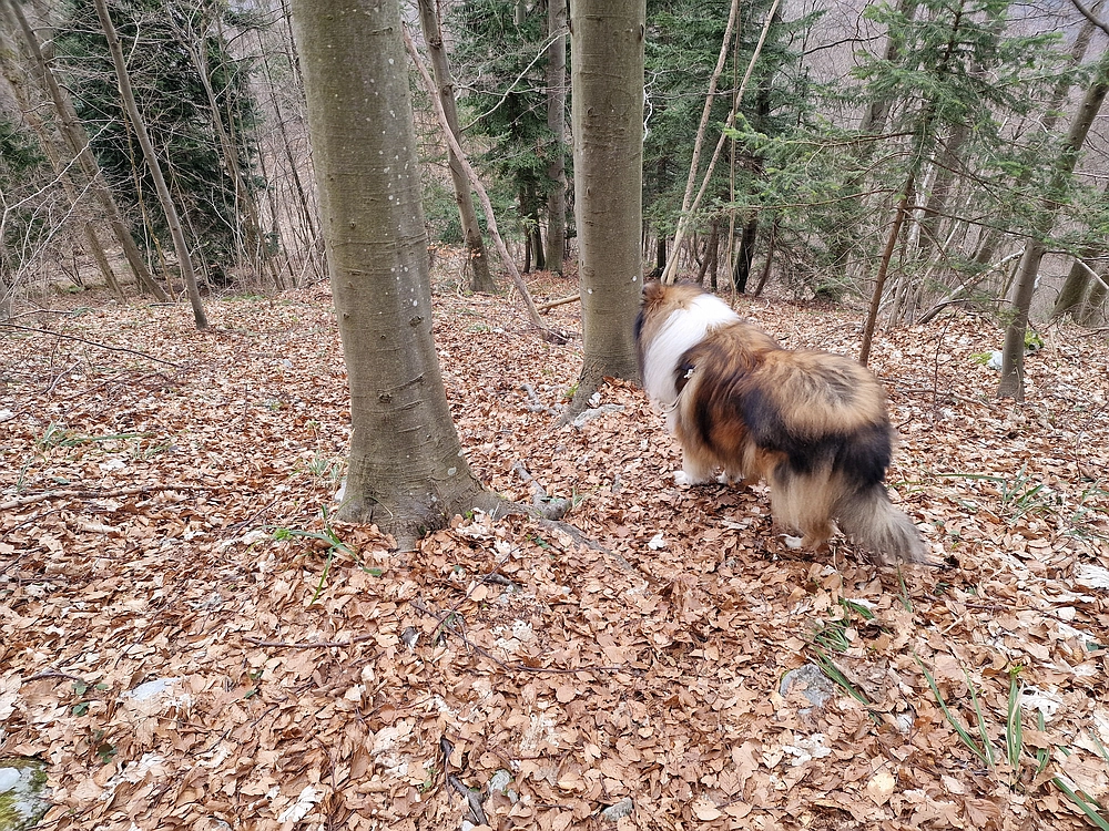 Slika je vidna v Google Chromu.