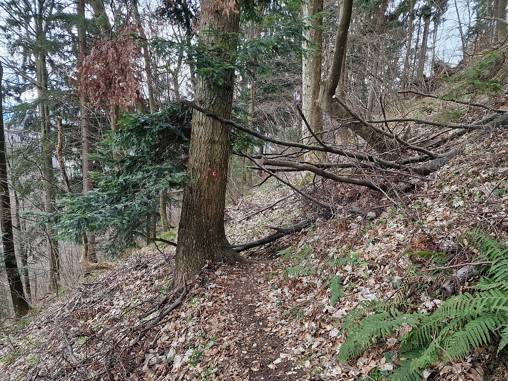 Slika je vidna v Google Chromu.