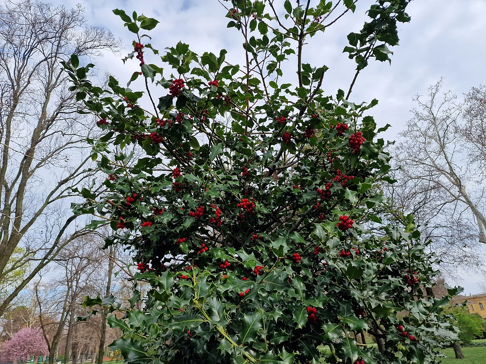 Slika je vidna v Google Chromu.
